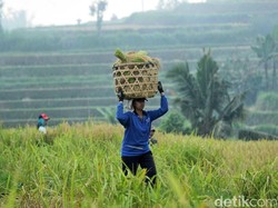 Jatiluwih yang Didatangi Obama Punya Predikat Situs Warisan Dunia