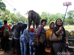 Lebaran, Ragunan Dipadati Pengunjung