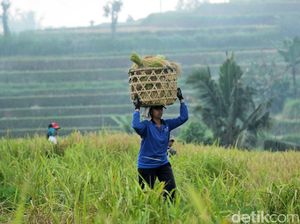 Putus Rantai Pasok Produk Pertanian, Bali Bikin Kelembagaan Satupintu Putus Rantai Pasok Produk Pertanian, Bali Bikin Kelembagaan Satupintu