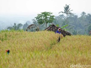 Pertanian RI Masuk 25 Besar Dunia, Ini Penjelasannya