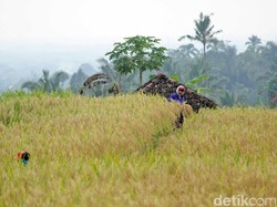 Pantau Data Panen Hingga Hama, Kementan Siapkan Satelit