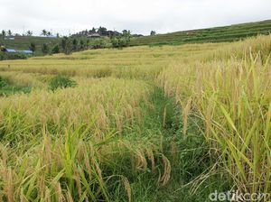 Alih Fungsi Lahan, Tantangan RI Kejar Swasembada Pangan