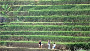 Foto: Subak di Jatiluwih yang Didatangi Obama