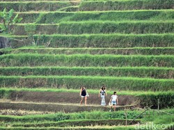 Inilah Makna & Filosofi Subak di Desa Jatiluwih yang Didatangi Obama