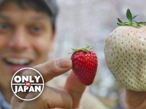 White Jewel, Strawberry Warna Putih Langka dengan Harga Rp 130.000 per Buah White Jewel, Strawberry Warna Putih Langka dengan Harga Rp 130.000 per Buah