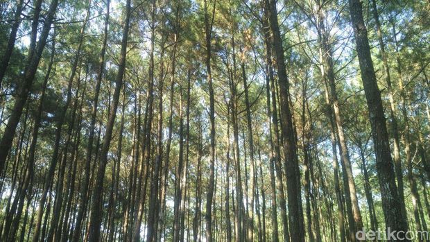 Hutan pinus di Puncak Becici (Usman Hadi/detikTravel)