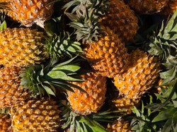 Ratusan Ton Nanas Dibiarkan Membusuk di Queensland