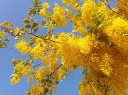 Bunga-Bunga Cantik Ini Bermekaran di Qatar