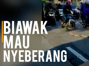 Video Biawak Nyeberang di Tanjung Barat