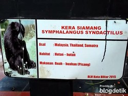 PROFAUNA: Siamang Gigit Balita Diduga Kesalahan Pemeliharaan