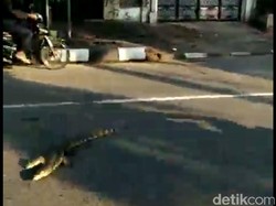 Bikin Kaget! Ada Biawak Nyeberang di Tanjung Barat Jaksel
