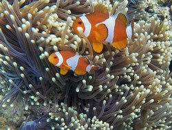 Tak Kalah dengan Bunaken, Perkenalkan Si Cantik dari Mamuju