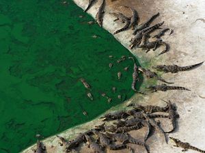 Yuk Intip, Thailand Punya Peternakan Buaya Terbesar Dunia