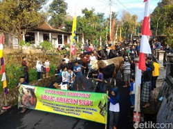 Tradisi Syawalan di Boyolali, Warga Mengarak Sapi