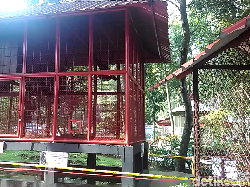 Siamang Taman Rakyat Blitar Suka Tarik Rambut dan Tas Pengunjung