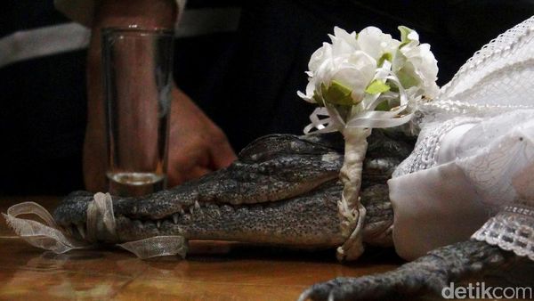 Wali Kota di Meksiko Menikahi Seekor Buaya
