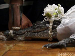 Wali Kota di Meksiko Menikahi Seekor Buaya