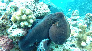Foto: Alam Bawah Laut Sabang yang Bikin Jatuh Cinta