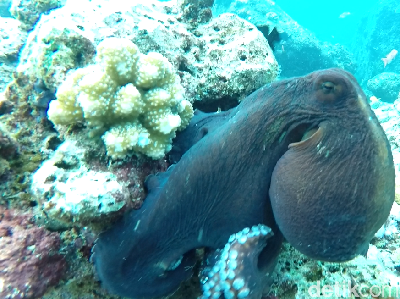 Foto: Alam Bawah Laut Sabang yang Bikin Jatuh Cinta