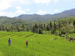 Bukan Bali, Ini Teras Sawah di Trenggalek