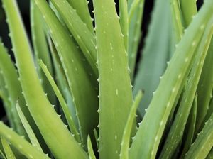 Ingin Merekam Aksinya Makan Lidah Buaya Mentah, Wanita Ini Malah Keracunan!