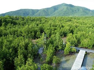 Lebaran Usai, Siapkan Liburan ke Hutan Mangrove Karimunjawa Lebaran Usai, Siapkan Liburan ke Hutan Mangrove Karimunjawa