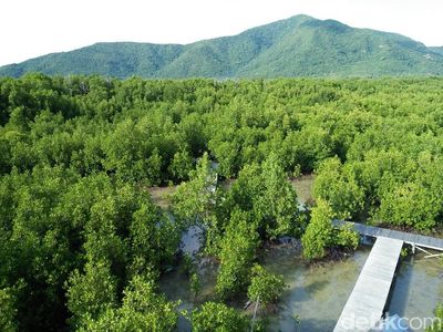 Lebaran Usai, Siapkan Liburan ke Hutan Mangrove Karimunjawa
