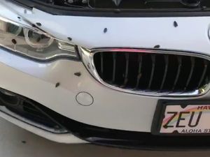 Parkir Lama di Bandara, Mobil Ini Dikerubungi Kecoa