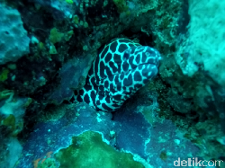 Menengok Bawah Laut Arus Balee yang Memukau