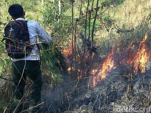 Lagi, Balon Udara Bakar Lima Hektar Hutan di Trenggalek