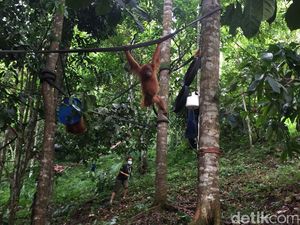 Orangutan Sumatera Kuasai Teknik Bangun Sarang dengan Amati-Tiru-Modifikasi Orangutan Sumatera Kuasai Teknik Bangun Sarang dengan Amati-Tiru-Modifikasi