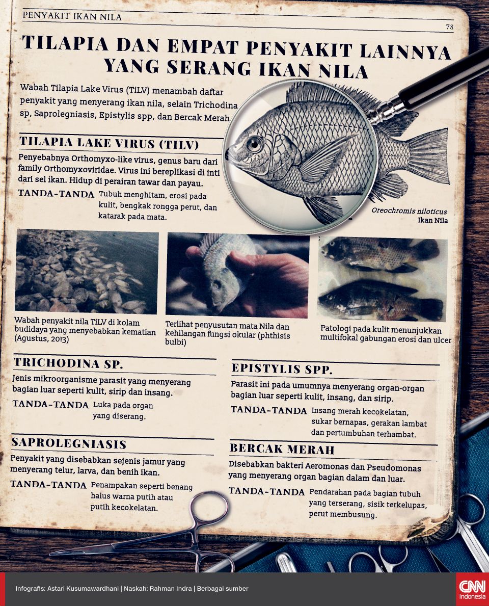 Infografis Tilapia dan Empat Penyakit Lainnya yang Serang Ikan Nila