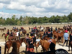 Seperti Kehidupan, Ini Makna Kuda Sandelwood Bagi Masyarakat Sumba