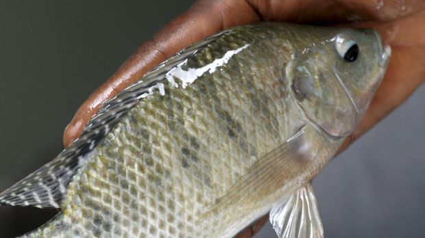 TO GO WITH AFP STORY BY MALICK ROKHY BAA hand holds a tilapia at the piscicultural center of Richard Toll, northern Senegal, on May 24, 2013. For generations of Senegalese, fishing has provided a key part of their diet and an important means of keeping the country afloat. But increasingly people are turning to farming rather than catching fish as stocks dwindle.   AFP PHOTO / SEYLLOU / AFP PHOTO / SEYLLOU