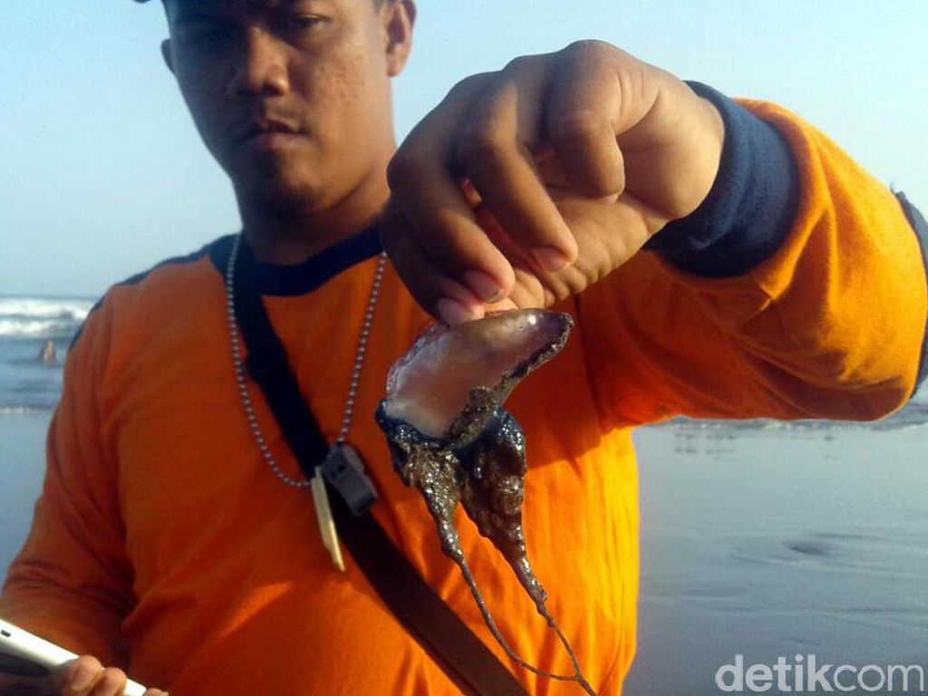 Awas! Ubur-ubur Mulai Menepi di Parangtritis Awas! Ubur-ubur Mulai Menepi di Parangtritis