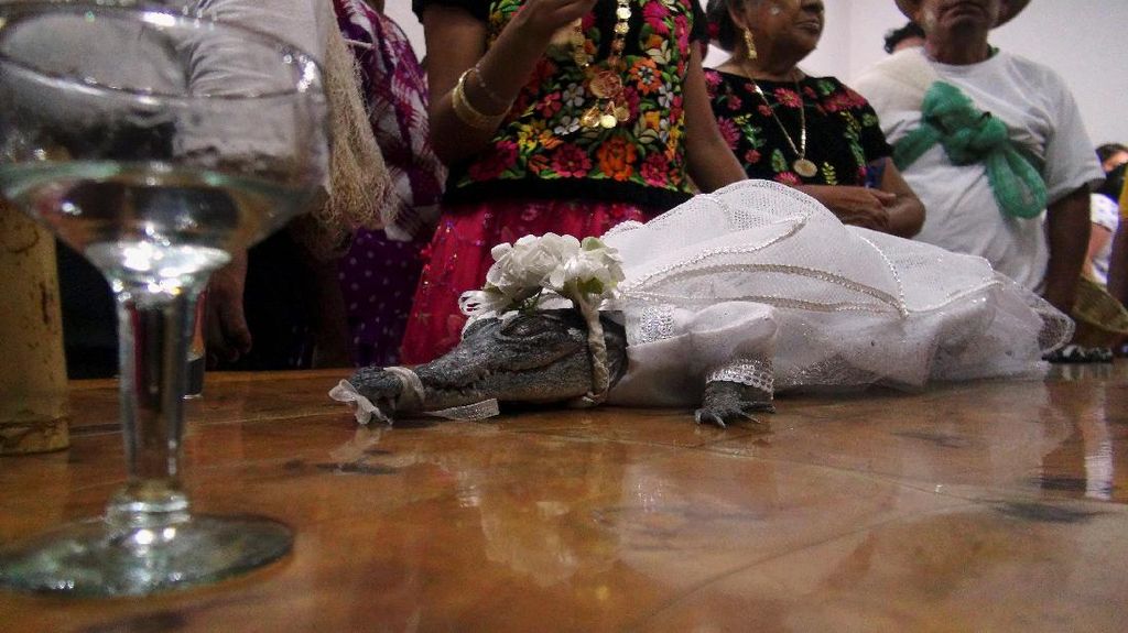 Bikin Kaget, Wali Kota Ini Nikahi Buaya Betina Bikin Kaget, Wali Kota Ini Nikahi Buaya Betina