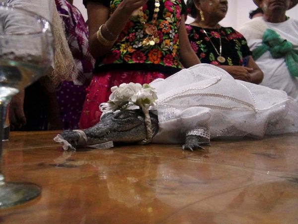 Bikin Kaget, Wali Kota Ini Nikahi Buaya Betina