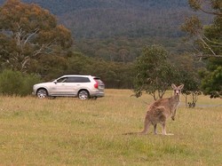Mobil Otonom Volvo Belum Bisa Deteksi Keberadaan Kanguru