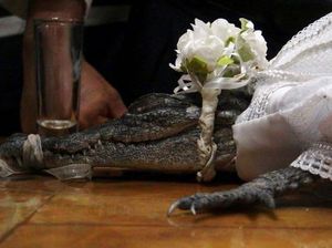 Unik! Wali Kota di Meksiko Nikahi Seekor Buaya