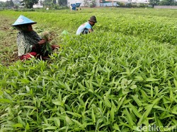 Kebijakan Pangan Jokowi-JK On The Track, Ini Buktinya