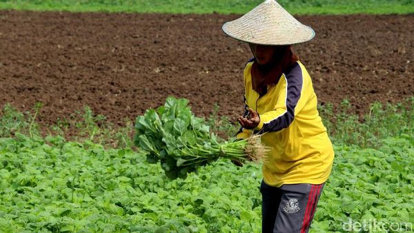 Pertanian Nasional Semakin Kuat