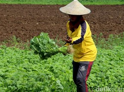 Ada Warning Perang Dagang, RI Terancam Kehilangan US$ 164 Juta/Tahun