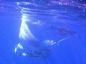 Manta Point Labuan Bajo: Lokasi, Jam Buka, Harga, Daya Tarik, dan Rute Manta Point Labuan Bajo: Lokasi, Jam Buka, Harga, Daya Tarik, dan Rute