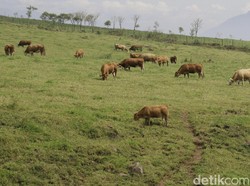 Padang Mengatas di Sumbar, New Zealand-nya Indonesia
