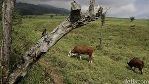 Mengintip Peternakan Warisan Belanda Padang Mengatas