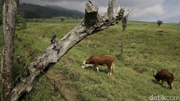 Mengintip Peternakan Warisan Belanda Padang Mengatas