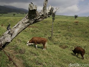 Mengintip Peternakan Warisan Belanda Padang Mengatas