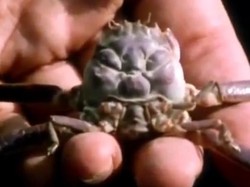 Cerita Kepiting yang Mirip Wajah Samurai