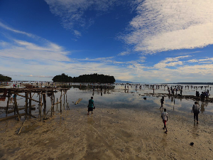 Kini Wisatawan Bisa Lihat Tradisi Tangkap Ikan yang Unik di Biak