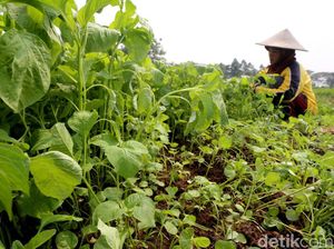 PanenID Ajak Petani Indonesia Manfaatkan Teknologi Online